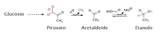 reazioni della fermentazione alcolica