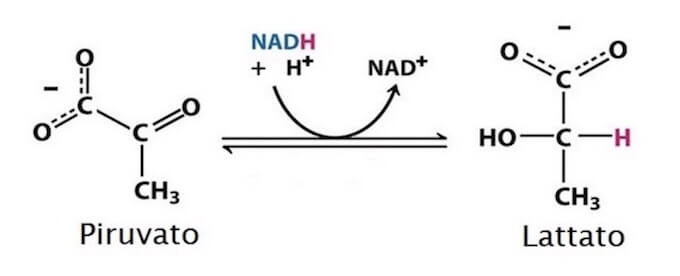reazioni della fermentazione lattica