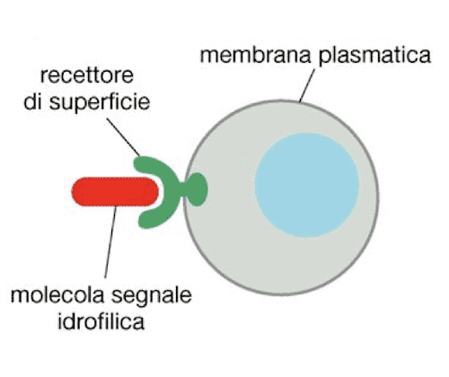 Recettori di Superficie