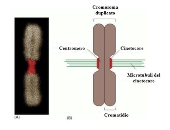 regione del centromero