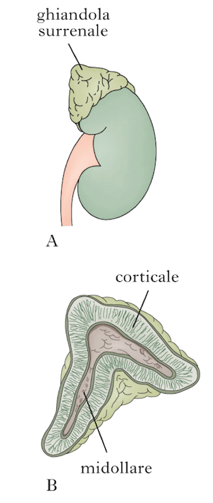 Regioni corticale e midollare della ghiandola surrenale