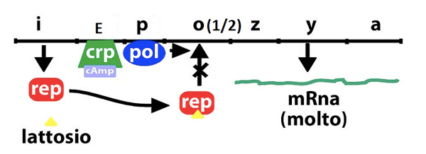 Regolazione dell'operone lattosio in Escherichia coli