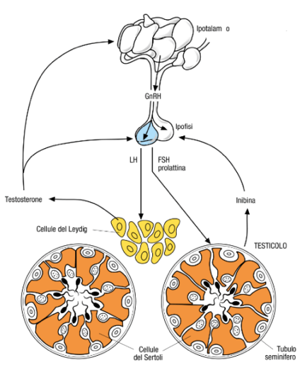 Regolazione della spermatogenesi