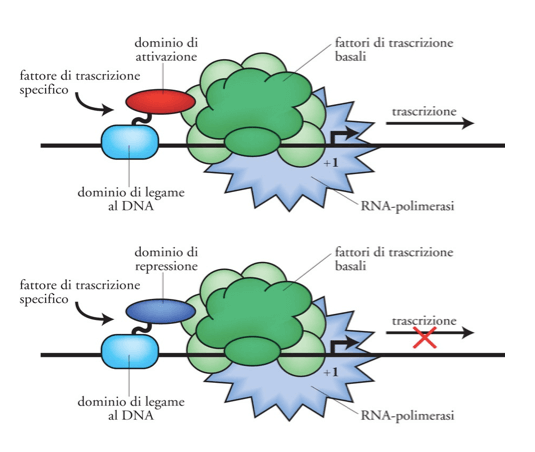 Regolazione della trascrizione negli eucarioti