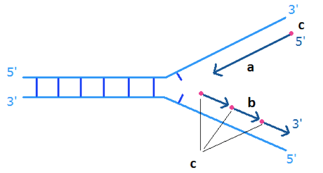 Replicazione del DNA