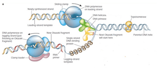 replicazione del DNA