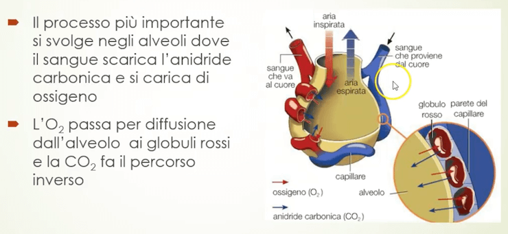 Respirazione polmonare