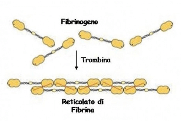 Reticolato di fibrina