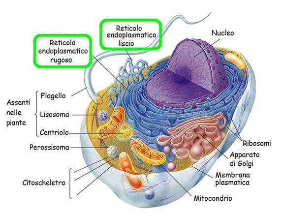 Reticolo endoplasmatico rugoso all'interno della cellula
