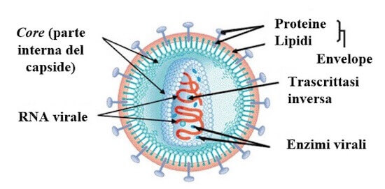 retrovirus