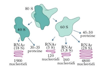 ribosoma eucariota