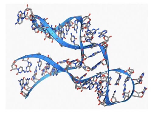 Modello molecolare di ribozima