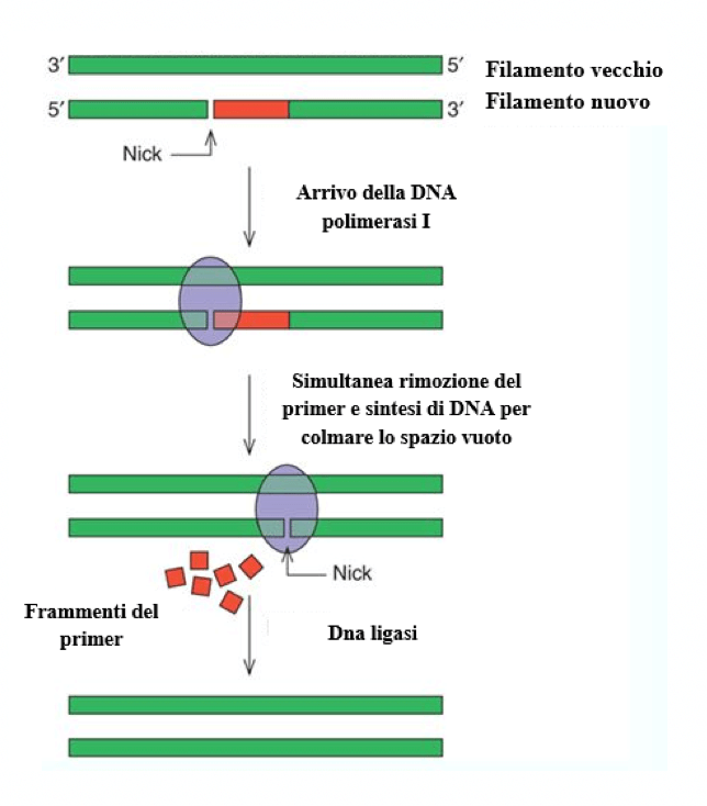 Rimozione dei primer a RNA e la sostituzione con frammenti di DNA