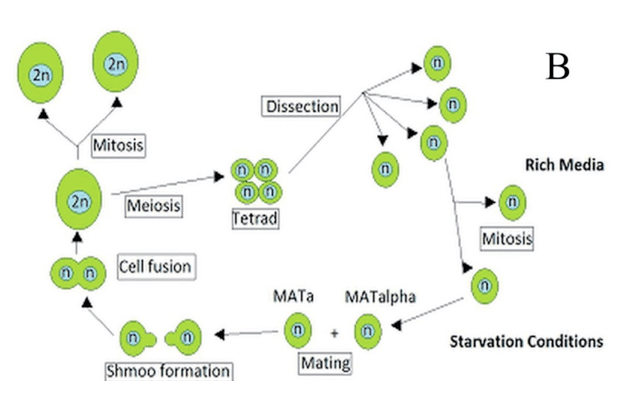 Riproduzione di Saccharomyces cerevisiae