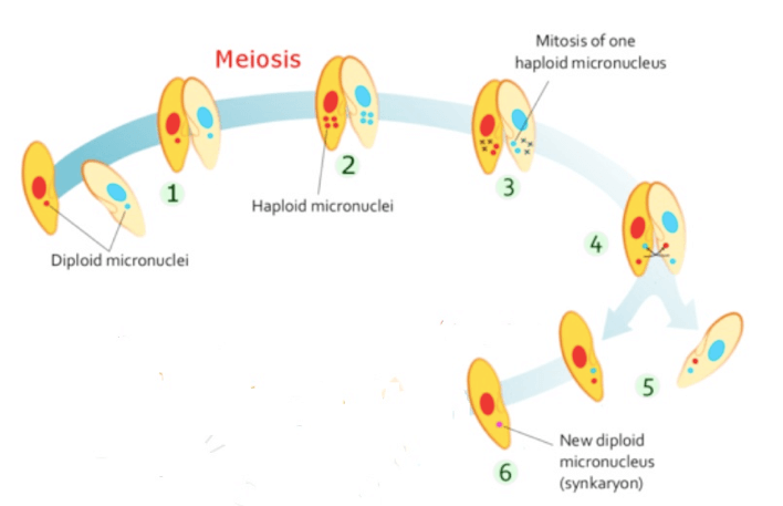 Riproduzione sessuale mediante coniugazione nei protisti ciliati