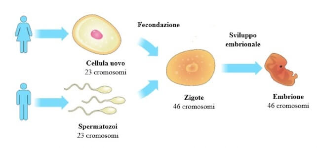 riproduzione sessuata nella specie umana