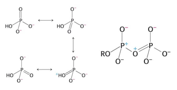 strutture di risonanza del gruppo fosfato nell'atp