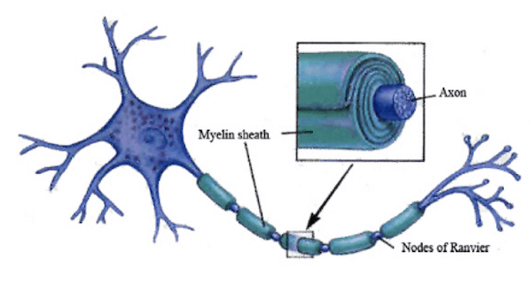 Rivestimento mielinico e dei Nodi di Ranvier in un Assone