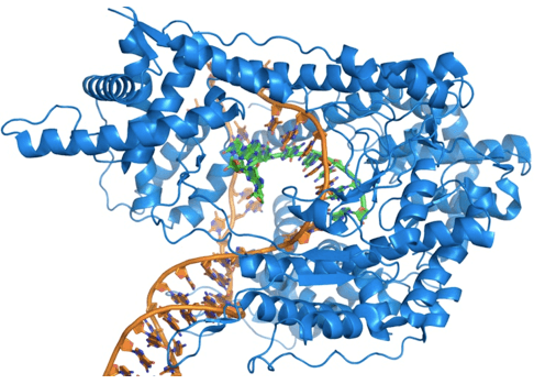 RNA Polimerasi