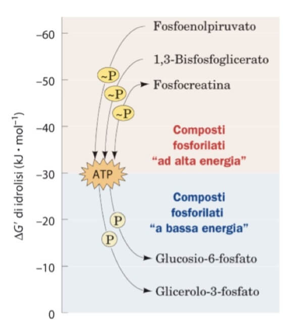 ruolo dell'ATP