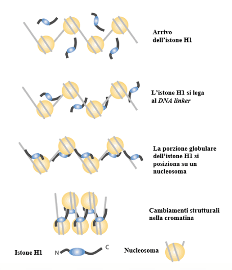 Ruolo dell'istone H1