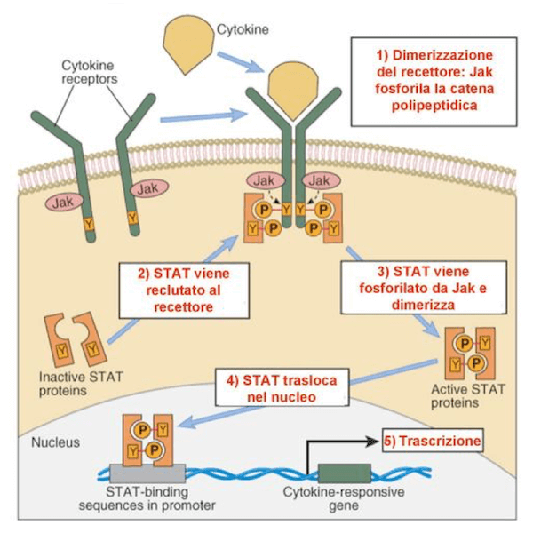 Ruolo di JAK e STAT nella trasduzione del segnale a seguito del legame recettore-ligando