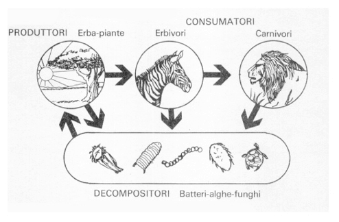 Ruolo ecologica dei saprofiti