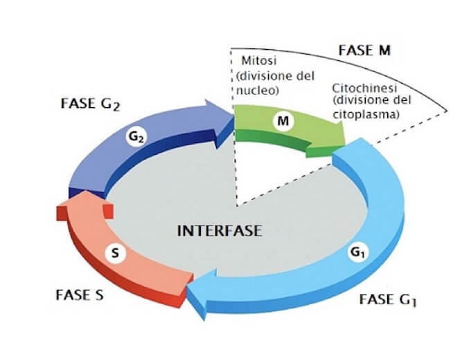 Ciclo Cellulare