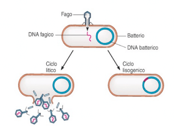 Schema ciclo litico