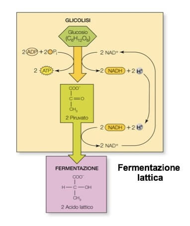 schema del processo di fermentazione omolattica