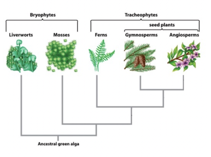 Schema di radiazione evolutiva del regno vegetale