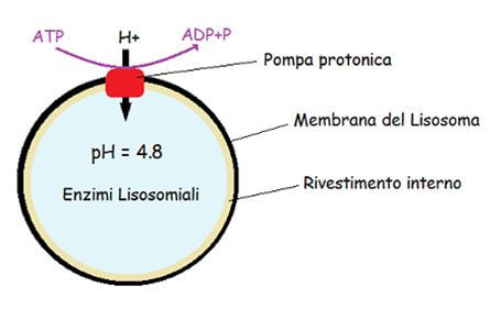 schema di un lisosoma