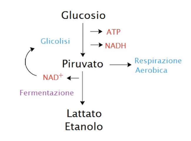 schema fermentazione
