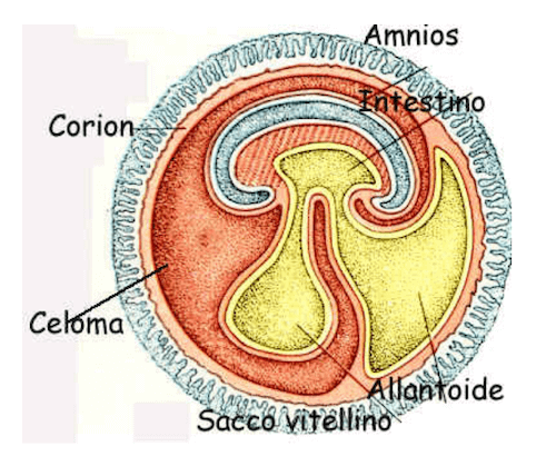 Schema di un feto in via di sviluppo