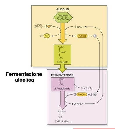 schema generale della fermentazione alcolica