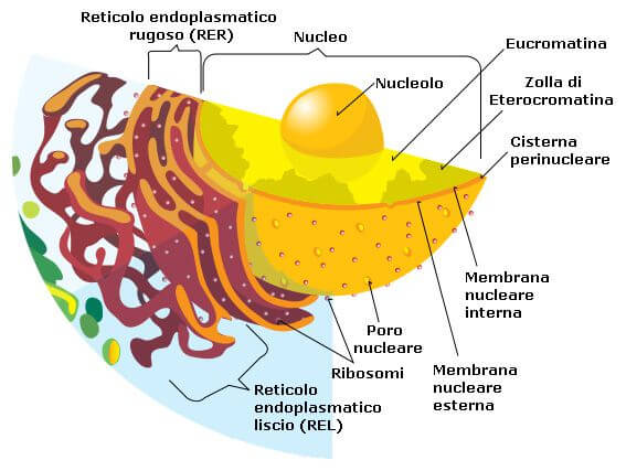 schema del nucleo cellulare