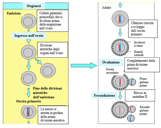 ovogenesi