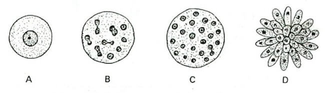 Schizogonia in un Protozoo