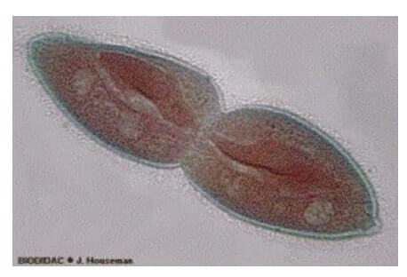 Scissione binaria del paramecio