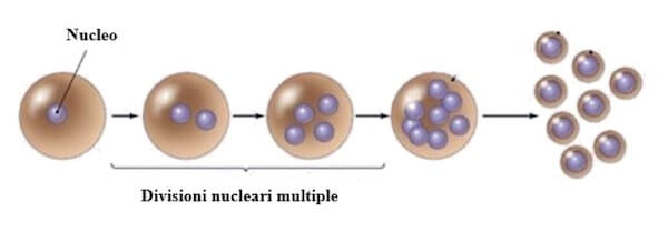 scissione multipla