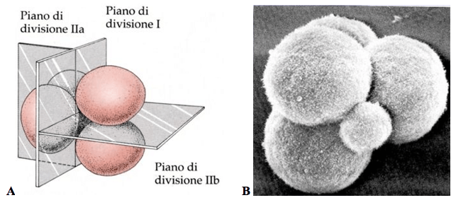 Segmentazione dei mammiferi