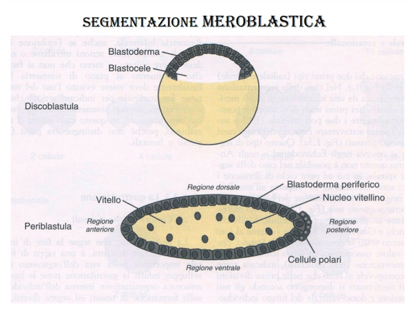 Segmentazione meroblastica