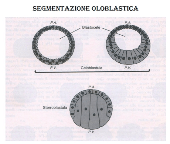 segmentazione oloblastica