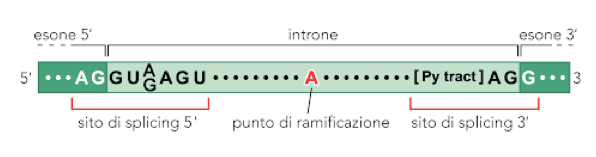 Sequenze AG e GU degli introni