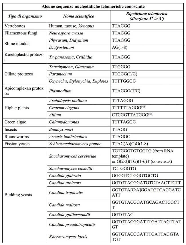 sequenze nucleotidiche telomeriche 