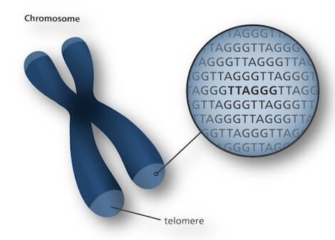 sequenze telomeriche