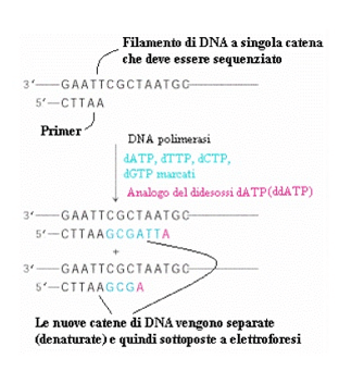 Schema del sequenziamento con la tecnica Sanger