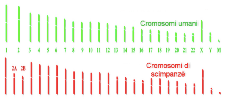 Sequenziamento del DNA di Uomo e Scimpanzé