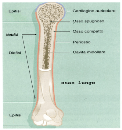 Sezione di osso lungo