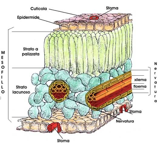 Sezione di una foglia